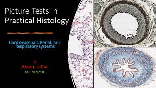 Picture Tests in Histology CVS Respiratory Renal [upl. by Pegg320]