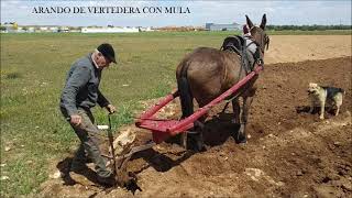 ARADO DE VERTEDERA CON MULA ANTONIO CAÑAS TOMELLOSO [upl. by Gerti]