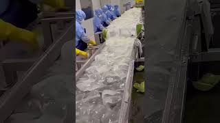 WOW SO THIS IS HOW ALOE VERA GEL IS MADE [upl. by Decker856]