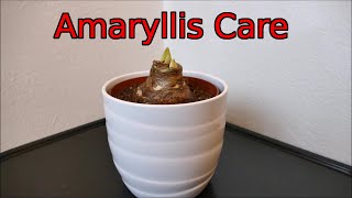 How To Look After Your New Amaryllis Bulb [upl. by Ytisahcal]