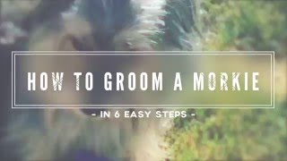 How To Groom A Morkie In 6 Easy Steps [upl. by Notselrahc592]