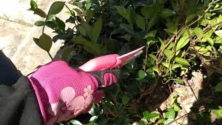 Basic Pruning Tip 5 Trachelospermum jasminoides Chinese star jasmine Trish The Gong Gardener [upl. by Namreh]