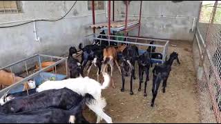 vidhisha Gotfarm goat bittufarm fireworks cow viralvideos animals [upl. by Sivert]