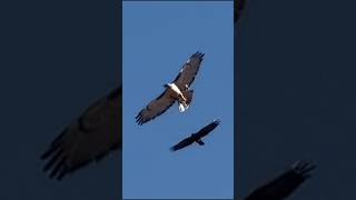 24123S  RedTailed Hawk Over My House  Needlepoint Sunset [upl. by Eiduj]