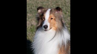 Sheltie Agility fun DarLin shelties [upl. by Anhaj532]