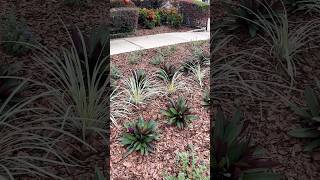 ✨Front Yard Makeover Update✨ gardendesign lowmaintenanceplants youtubeshorts [upl. by Anidene]