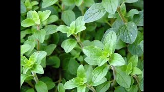 Oregano 101Tips amp Ideas for Using Oregano [upl. by Berner]