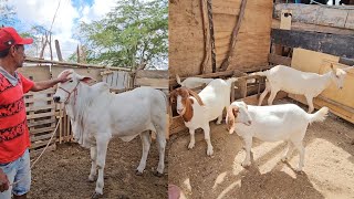 CABRAS A VENDA E MAIS 8 GARROTES NELORE NO CURRAL DO PARAÍBA EM SANTA CRUZ DO CAPIBARIBEPE [upl. by Derayne]