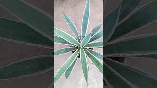 Century Plant  Agave Angustifolia rooftoprooftopgarden [upl. by Nollie]