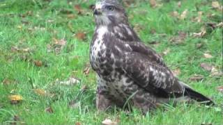 Buizerd  Buzzard HD 720p [upl. by Edmee269]