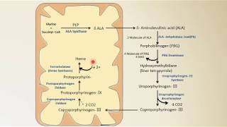 Heme synthesis  Biochemistry  NEET PG  By Dr Amit Maheshwari [upl. by Rohpotsirhc609]