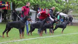 CHAMPION CUP 2019 SPECIAL DOBERMANN SHOW 12 [upl. by Dragon]