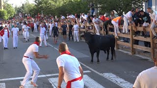 Encierro Tafalla 16082024  Ganadería Rosa Rodríguez  Fiestas de Tafalla [upl. by Bechler140]