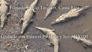 Los famosos cocodrilos del río Tárcoles Costa Rica [upl. by Johnsten]