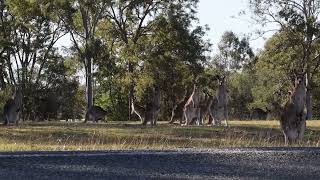 Sites and Sounds of Royal Australian Air Force Base Amberley [upl. by Liagibba971]