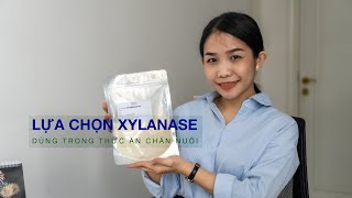 LỰA CHỌN ĐÚNG ENZYME XYLANASE DÙNG TRONG THỨC ĂN CHĂN NUÔI [upl. by Osicnarf7]