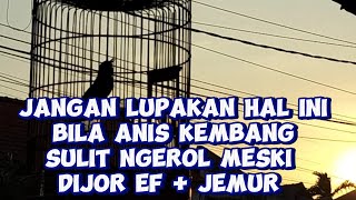 Cara Menemukan Pola Rawatan Anis Kembang Yang Sulit Ngerol [upl. by Conlan]