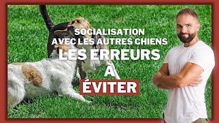 La socialisation chez le chien  les erreurs de dressage classique à éviter [upl. by Batish838]