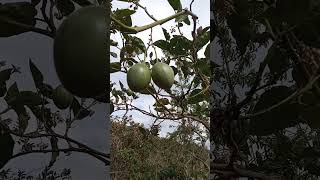 TamarilloTree tomato  greenvegetablesyoutubeshorts [upl. by Hedve]