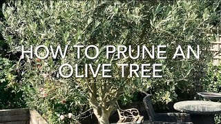 How To Prune An Olive Tree Pruning Olive Trees How To Cut Back An Olive Tree [upl. by O'Doneven]