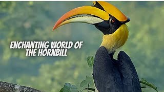 Hornbill Facts  Helmeted Hornbill  Hornbill [upl. by Ysor]