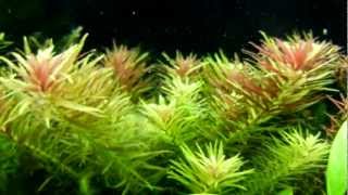 Limnophila Aromatica  Rice Paddy Herb [upl. by Jan]