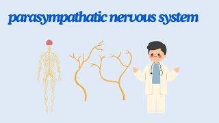 General physiology ♥️ parasympathetic nervous system 🔓 [upl. by Nepets235]