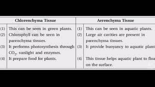 Difference between Chlorenchyma TissueAerenchyma TissueAR Edusite📘📗📘📗🥰 [upl. by Diandre]