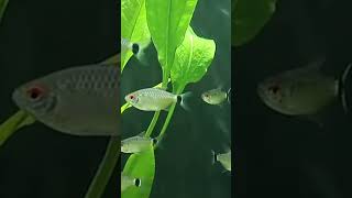 Red Eye Tetra tetra fish youtube youtubeshorts ytshorts [upl. by Kolk]