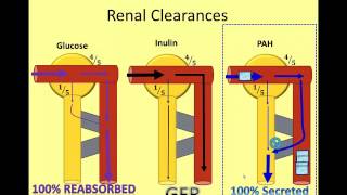 The Nephron in Numbers A Video of Renal Clearance [upl. by Sander]