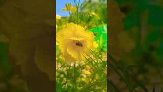 Honey bee on Flower 🌼 Beautiful short video❣️ [upl. by Massimo]