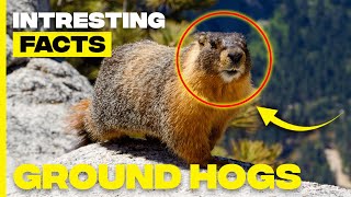 Surprising Groundhog Facts You Need to Know [upl. by Dearborn143]