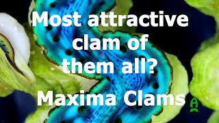 Most desirable clam of them all  All about Maxima Clams with Biota Aquariums [upl. by Naud]