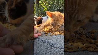 The kitten gets very angry when I touch her food [upl. by Mauro]