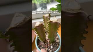 What happens when you cut off the tip of your cactus cactus cacti propagation [upl. by Adlemy914]