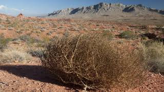 TUMBLING TUMBLEWEEDS [upl. by Jun]