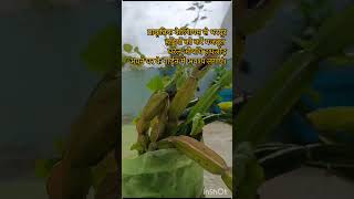 Medicinal plants series 3 home gardening herableplant hathjodplant like subscribe share [upl. by Sansone]