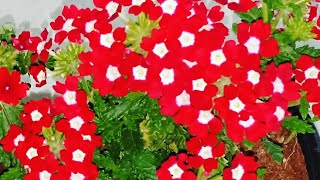 How to propagate Verbena easily [upl. by Lietman]