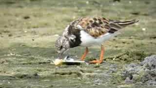 Ruddy Turnstone Eating [upl. by Ahsinod]