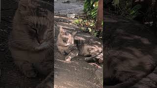 Try not to laugh The life of a funny cat Funniest cats short shorts 225 [upl. by Calesta761]