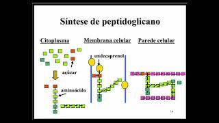 Aprenda Plugado  BACTERIOLOGIA  Aula 05 Slide 14  síntese do peptidoglicano [upl. by Ynabla727]