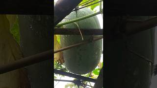 My kitchen garden petha Ash Gourd organic gardening shorts petha nature trending viral [upl. by Atinehc366]