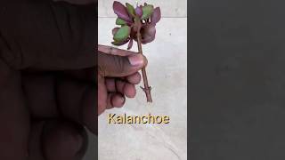 Kalanchoe How to Propagate cuttings shorts kalanchoes [upl. by Luwana904]