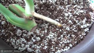 What to do with Monstera aerial root [upl. by Amitak219]