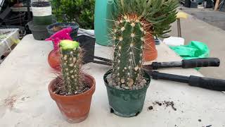 Replanting a Cactus that is too tall or damaged [upl. by Sharia]