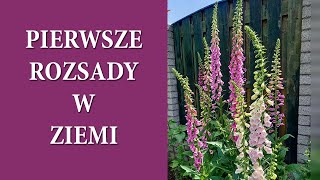 Sadzę groszki pachnące i naparstnice  Jak kiedy i czym nawozić RÓZE  MrsGarden [upl. by Aenneea610]