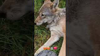 Frøya one of our wolves 😍🐺 youtubecreatorcommunity [upl. by Hudis479]