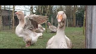 Buff Dewlap Toulouse Geese ready for the Breeding Season [upl. by Jardena]