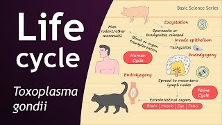 Life Cycle of Toxoplasma gondii  Parasitology  Basic Science Series [upl. by Elocel]