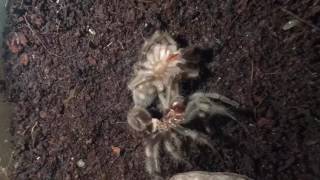 Mexican Red Knee Tarantula  Timelapse Molting [upl. by Sherrard]